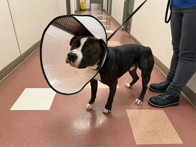 An adult medium-sized male Pit Bull Terrier dog named Tommy Pickles for adoption in Martinez, CA