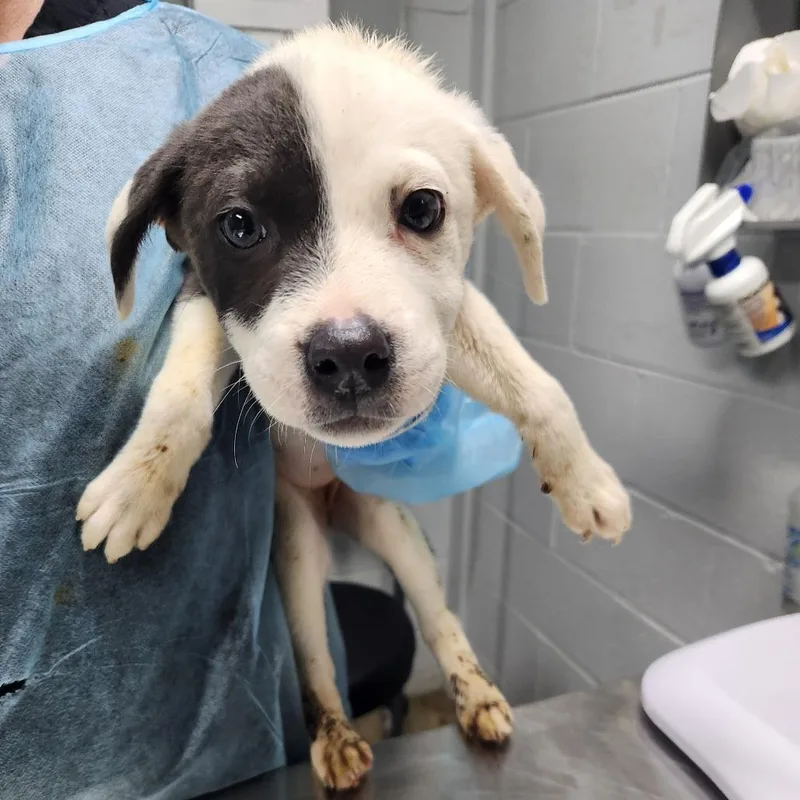 A baby small-sized female White / Cream Mixed Breed dog named Alexa for adoption in Summerville, SC
