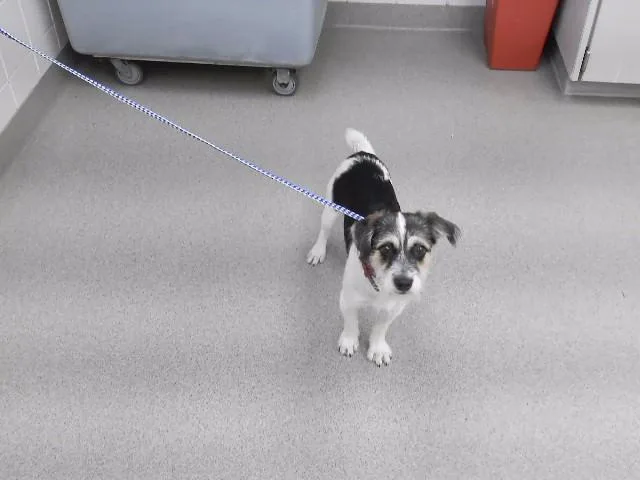 A young small-sized male Schnauzer dog named Andrew for adoption in Omaha, NE