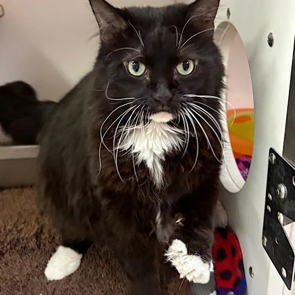 An adult medium-sized male Domestic Long Hair cat named Meeko for adoption in Des Moines, IA