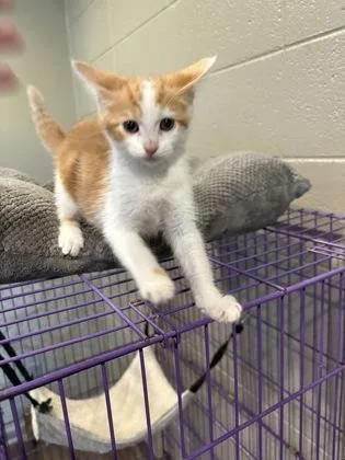 A baby small-sized female Domestic Short Hair cat named Tot for adoption in Paducah, KY