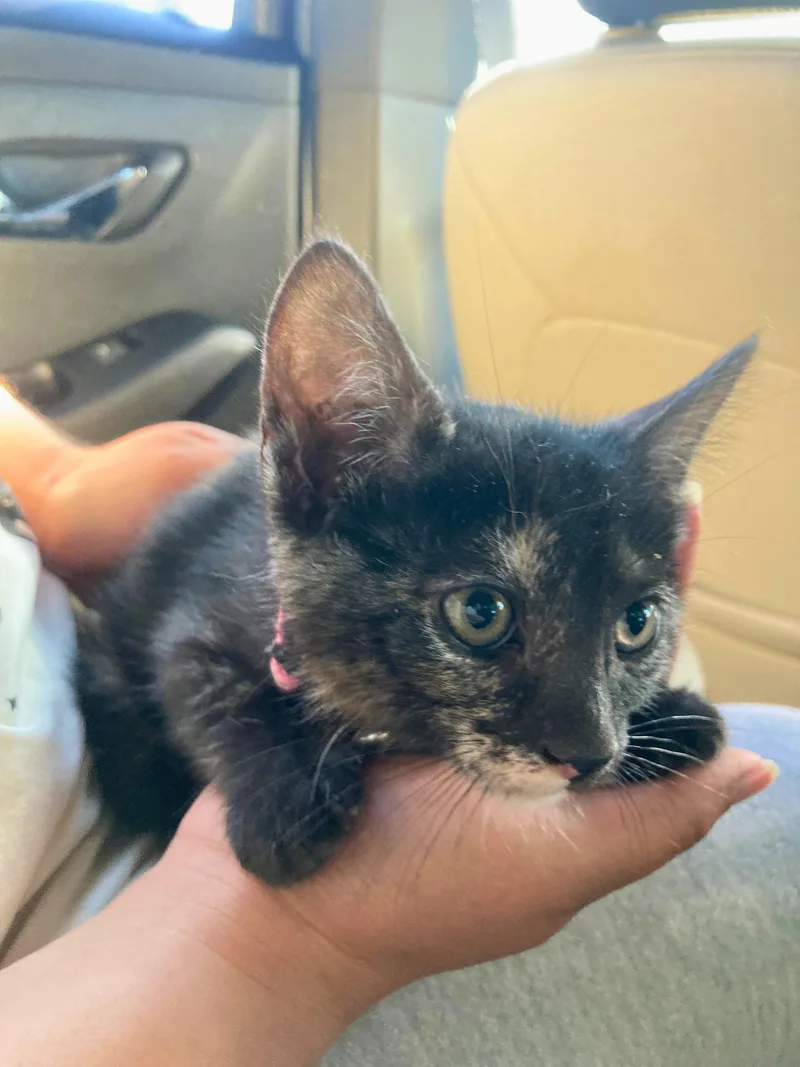 A baby small-sized female Calico Domestic Short Hair cat named Sally for adoption in Elk Grove, CA