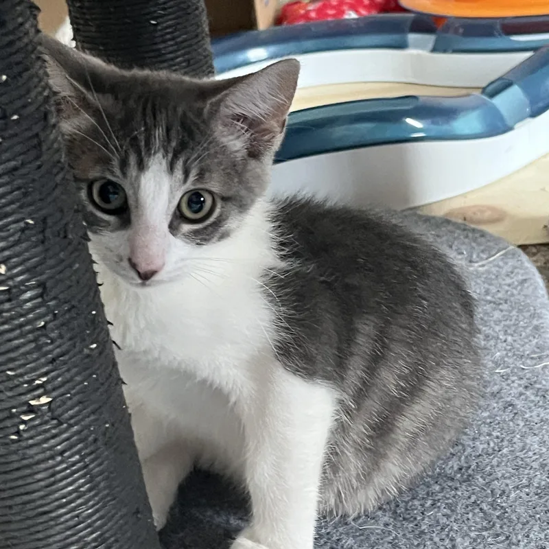A baby medium-sized male Gray & White Domestic Long Hair cat named Luke for adoption in East Amherst, NY