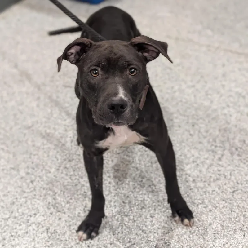 An adult medium-sized female Black Boxer dog named Elizabeth for adoption in Smithville, TN