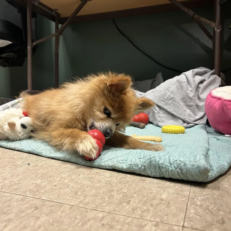 A senior small-sized male Mixed Breed dog named Ace for adoption in Fairport, NY