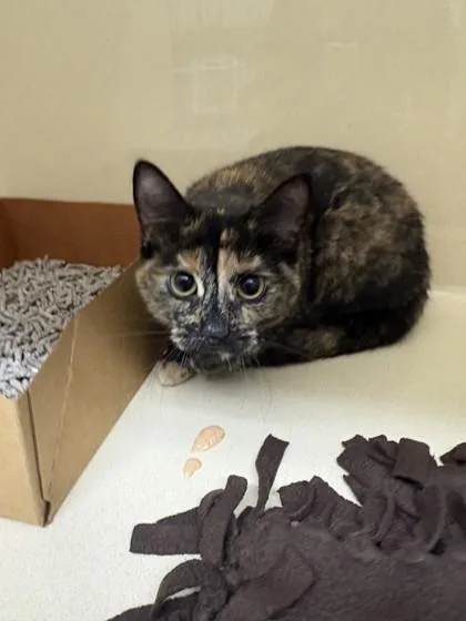 An adult medium-sized female Domestic Short Hair cat named Milly for adoption in Pequot Lakes, MN