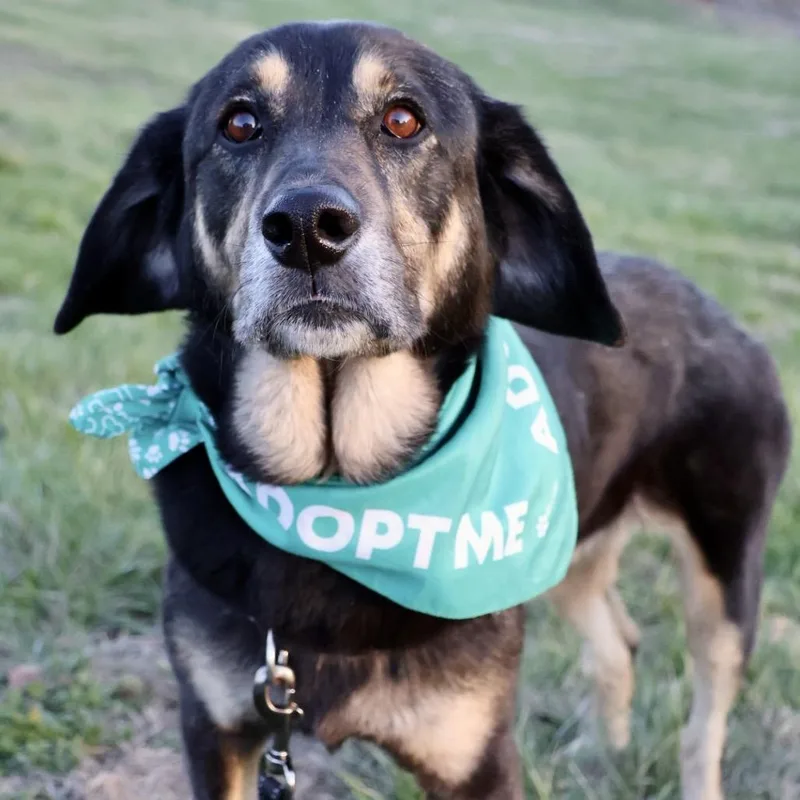 Sansa Pp thumbnail 3