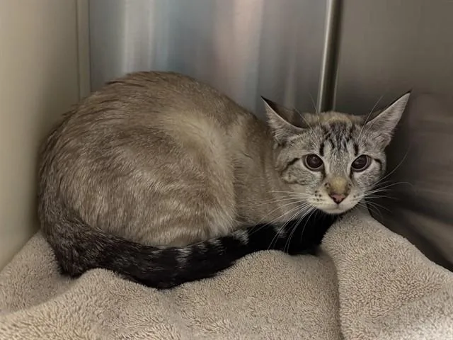 A young medium-sized female Domestic Short Hair cat named Dove for adoption in Colorado Springs, CO