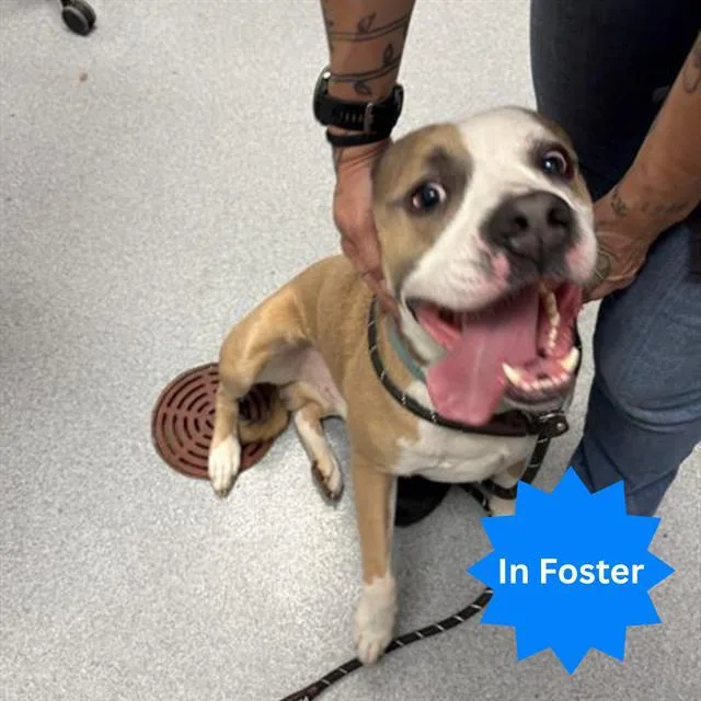 An adult large-sized male Pit Bull Terrier dog named Rocky for adoption in Indianapolis, IN