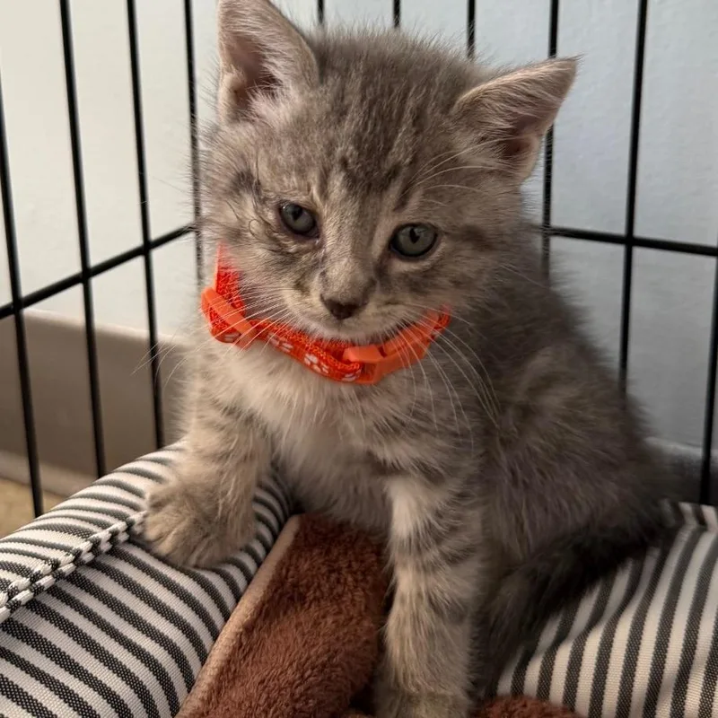 A baby small-sized female Domestic Short Hair cat named Reba McEntire for adoption in Archbold , OH