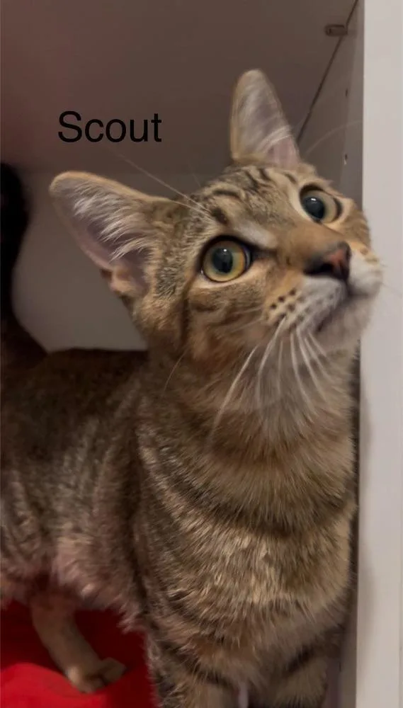 A baby small-sized male Tabby (Brown / Chocolate) Tabby cat named Scout for adoption in Fern Park, FL