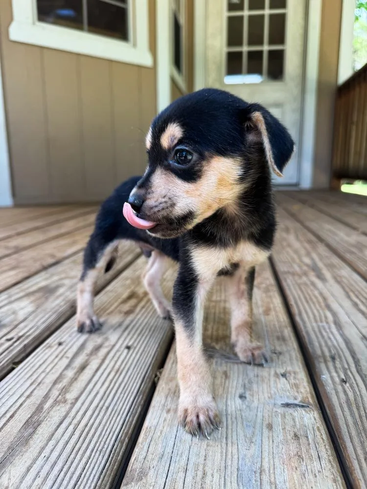 A baby small-sized male Brown / Chocolate Terrier dog named Prince for adoption in Troy, AL