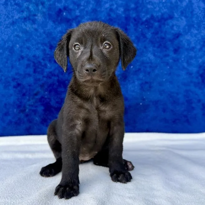 A baby small-sized female Black Labrador Retriever dog named Sage for adoption in Carencro, LA
