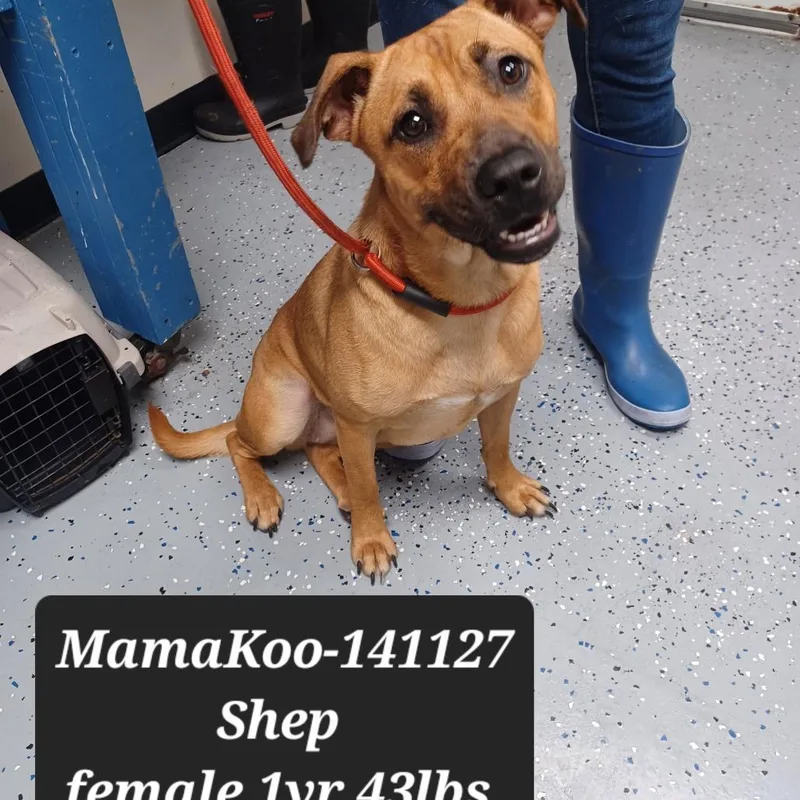 A young medium-sized female Shepherd dog named Mama Koo for adoption in New Tazewell, TN