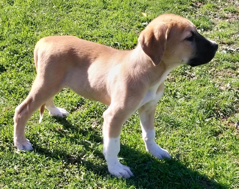 A baby large-sized male Yellow / Tan / Blond / Fawn Anatolian Shepherd dog named Brew for adoption in Louisville, OH