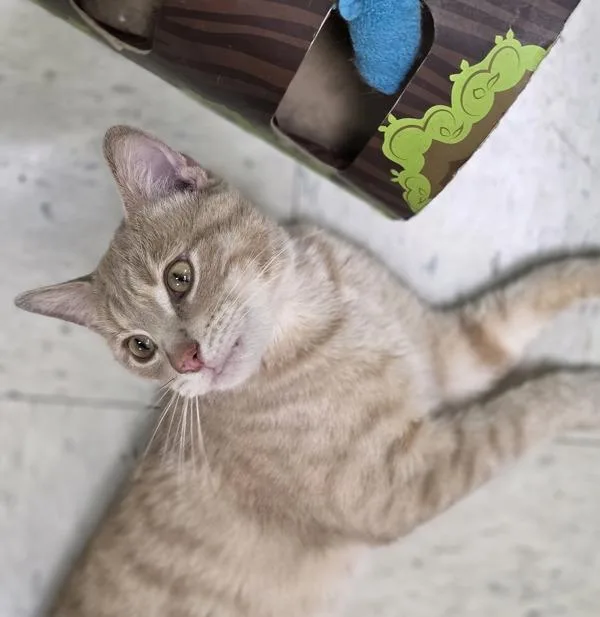 Luca
