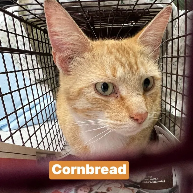 An adult large-sized male Orange / Red Domestic Short Hair cat named Cornbread for adoption in Philadelphia, PA