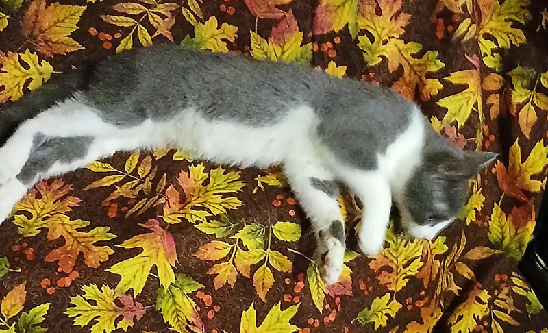 A young medium-sized female Domestic Short Hair cat named Magnolia for adoption in lititz, PA