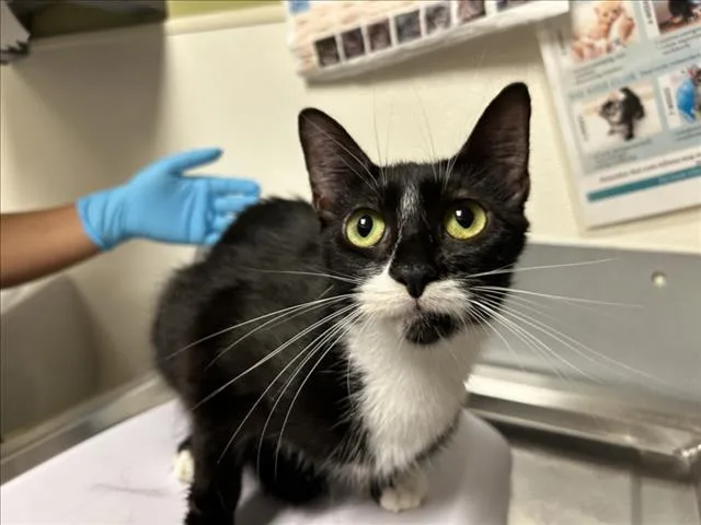 An adult medium-sized female Domestic Short Hair cat named Dawn for adoption in Chapel Hill, NC