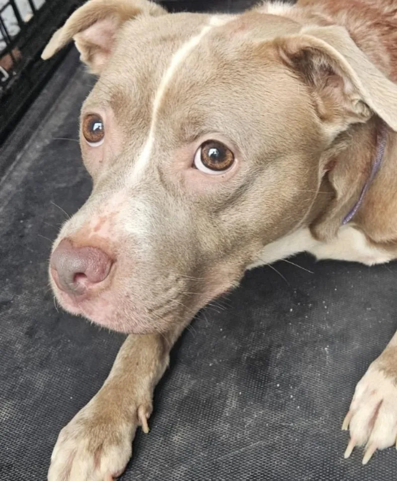 Looking For Owner