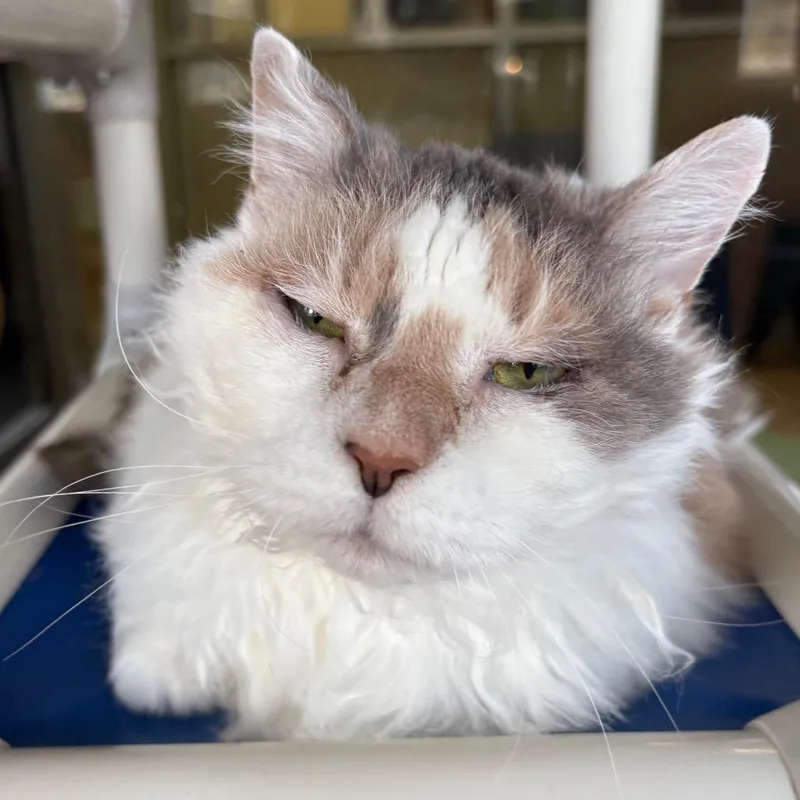 Zipporah thumbnail 2