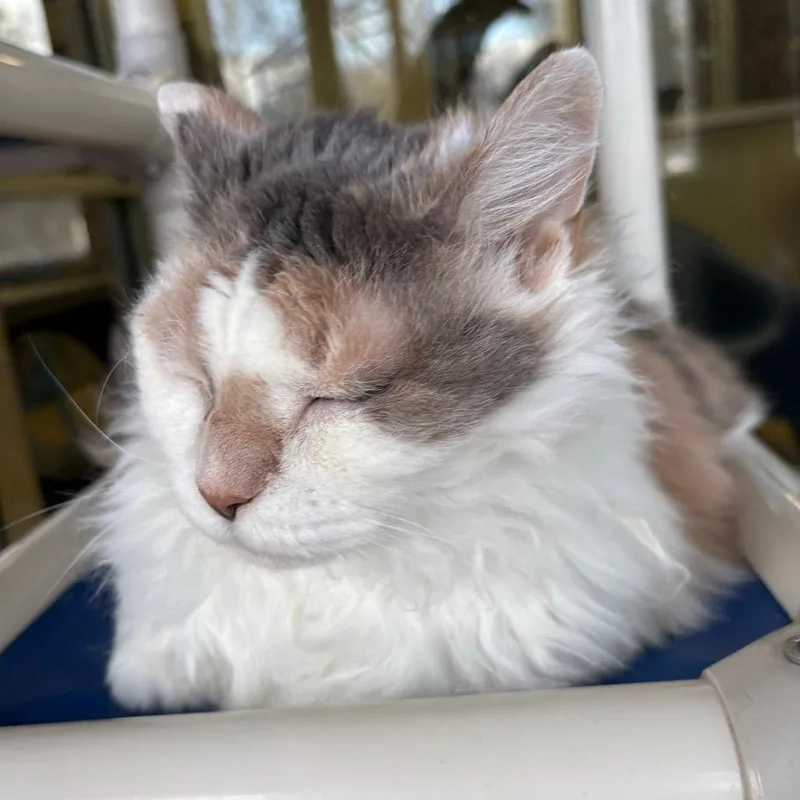 Zipporah thumbnail 3