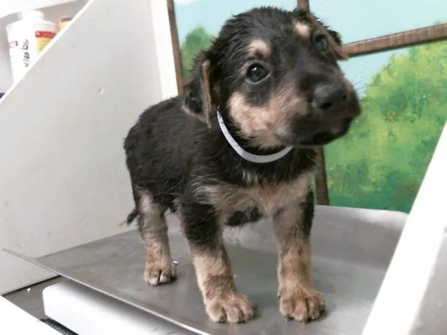 A baby small-sized male German Shepherd Dog dog named Liam for adoption in Houston, TX