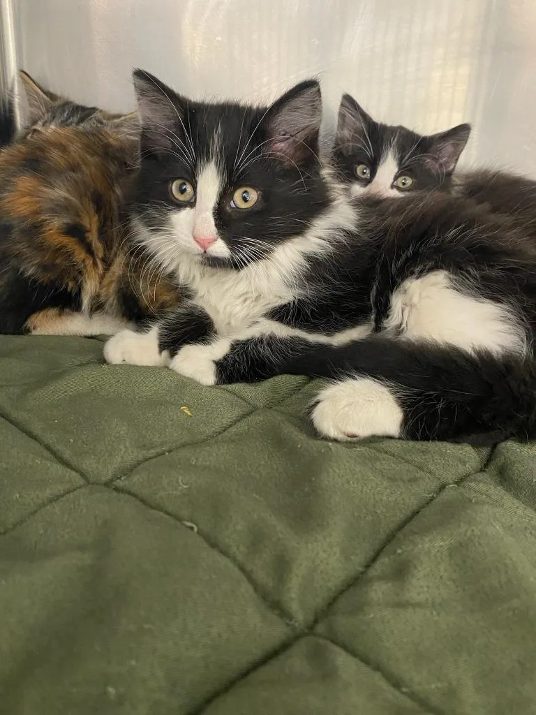 A baby small-sized male Domestic Short Hair cat named John for adoption in Boone, IA