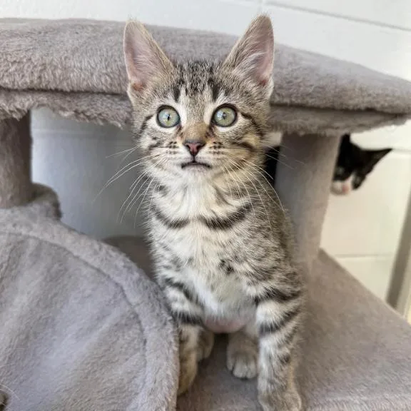 A young medium-sized female Brown / Chocolate Domestic Short Hair cat named Tammy for adoption in South Elgin, IL