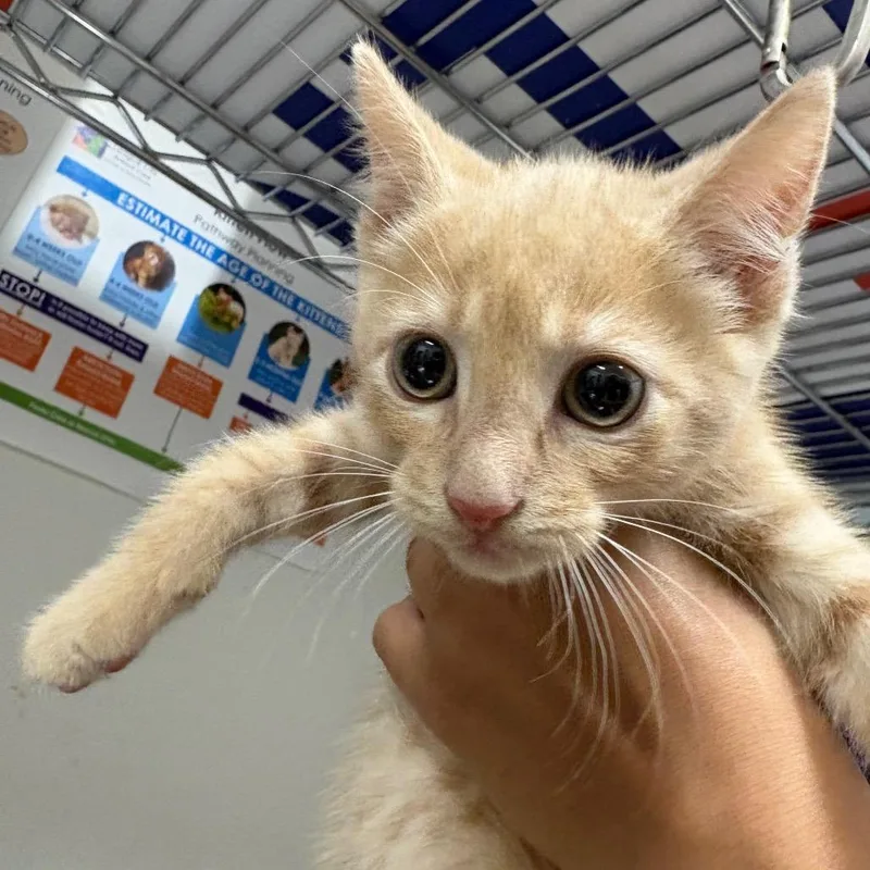 A baby small-sized male Cream / Ivory Domestic Short Hair cat named Maui for adoption in League City, TX