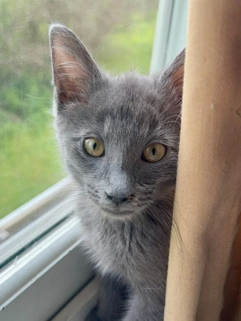 A baby small-sized male Domestic Short Hair cat named Tyler for adoption in Wintersville, OH