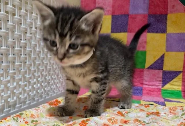 A young small-sized female Domestic Short Hair cat named Sonar for adoption in Riverside, CA
