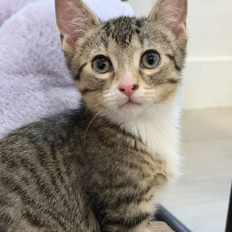 A baby medium-sized male Brown / Chocolate Domestic Short Hair cat named Xavier Silverman for adoption in Eagle Mountain, UT