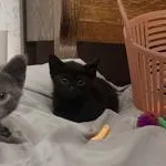Little Bear