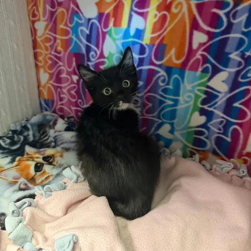 A baby small-sized female Black Domestic Short Hair cat named Bella Swan for adoption in Naples, FL