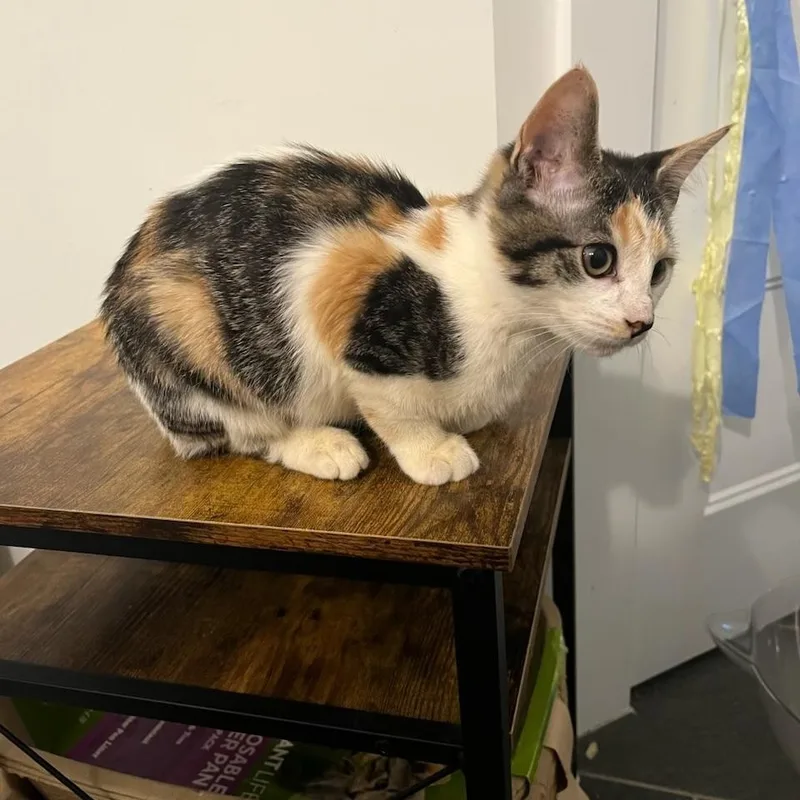 A baby medium-sized female Calico Domestic Short Hair cat named Sauron for adoption in Seneca, SC