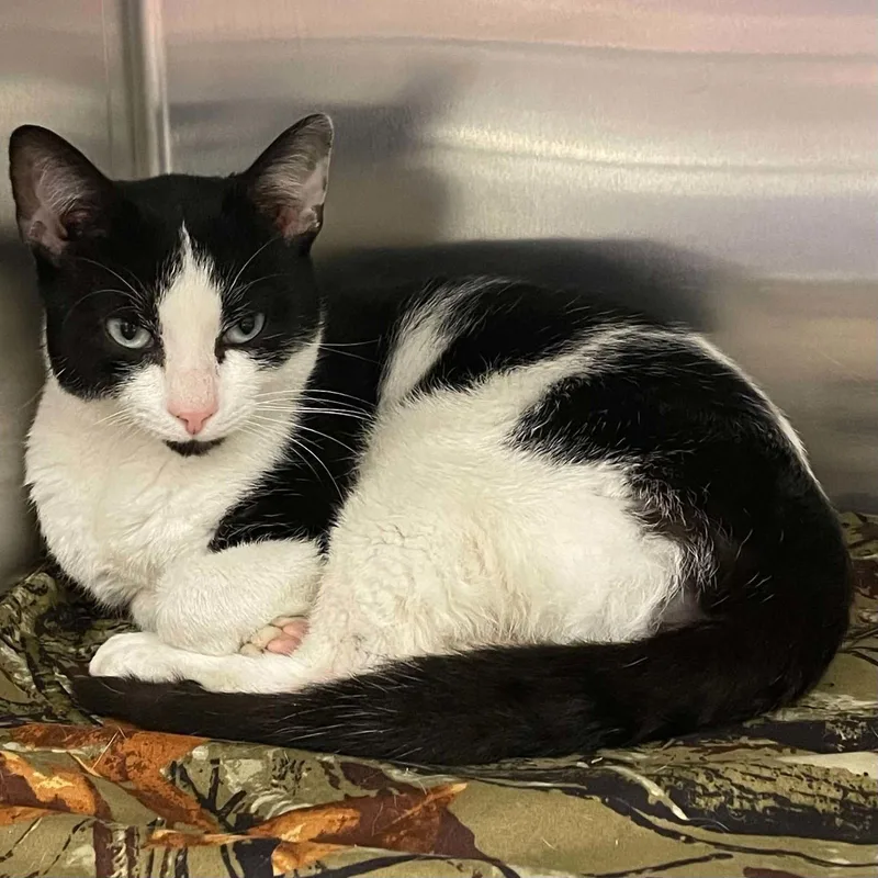 An adult medium-sized male Black & White / Tuxedo Domestic Short Hair cat named Sylvester for adoption in Covington, VA