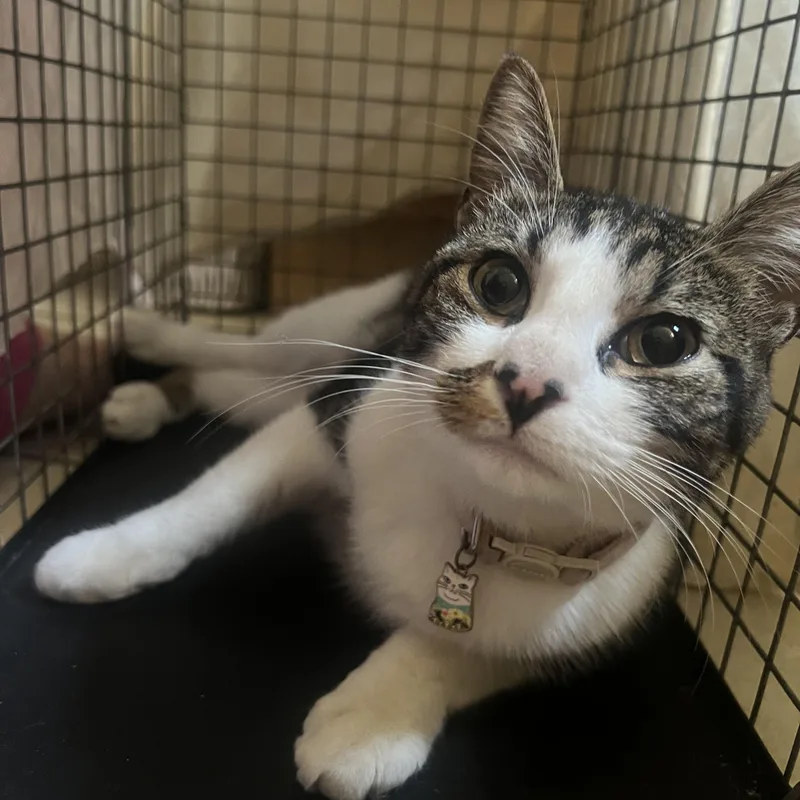 A young medium-sized female Tabby (Brown / Chocolate) Domestic Short Hair cat named Bristol for adoption in New york, NY