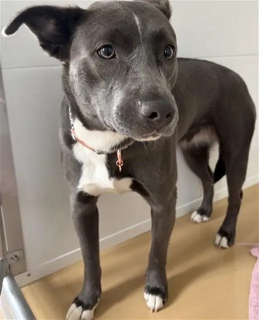 A young medium-sized female Pit Bull Terrier dog named Laelynn for adoption in San Bernardino, CA