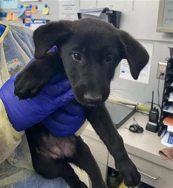 A baby large-sized female Mixed Breed dog named Dory for adoption in Dallas, TX