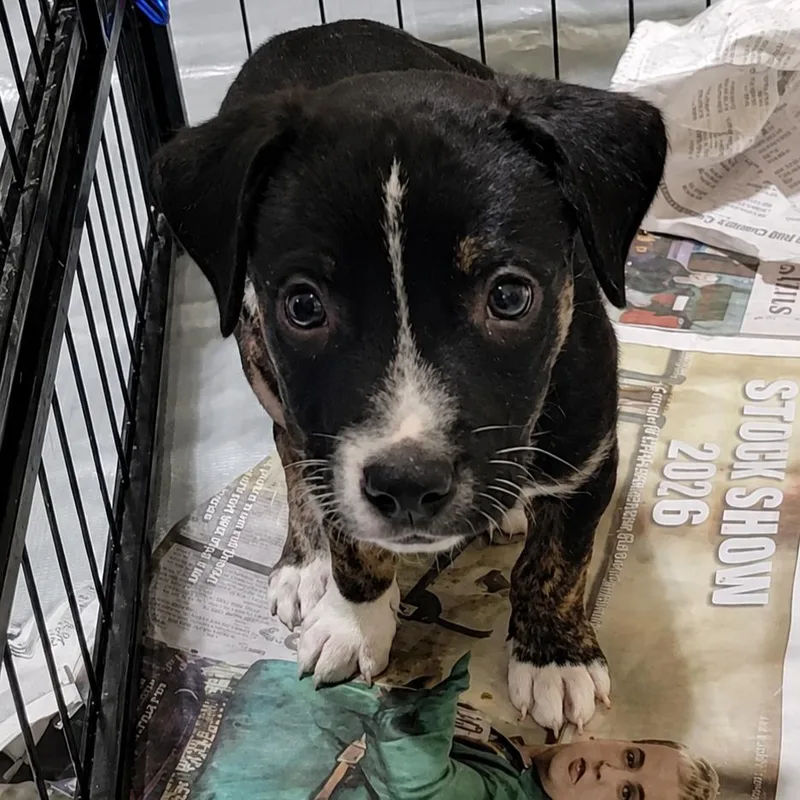 A baby medium-sized male Black Terrier dog named Maracana SH for adoption in Austin, TX