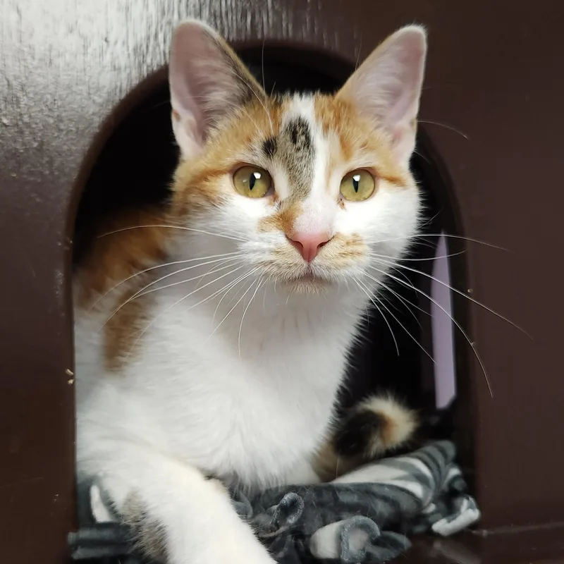 A young medium-sized female Calico cat named Pumpkin Spice for adoption in Marshfield, WI