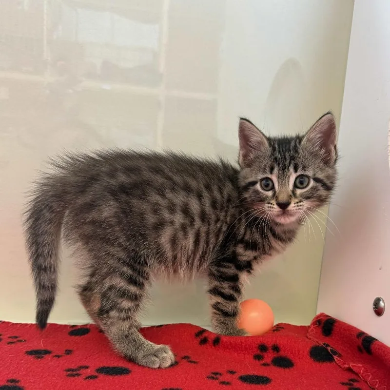 A baby small-sized female Brown / Chocolate Domestic Medium Hair cat named Marie for adoption in Beaumont, TX