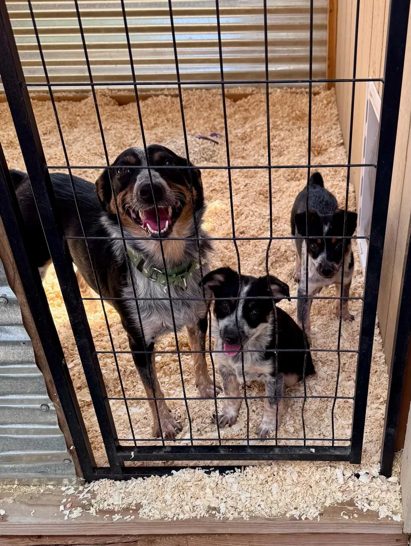 A young medium-sized female Merle (Blue) Australian Cattle Dog / Blue Heeler dog named Momma and heeler mix for adoption in Bend, OR