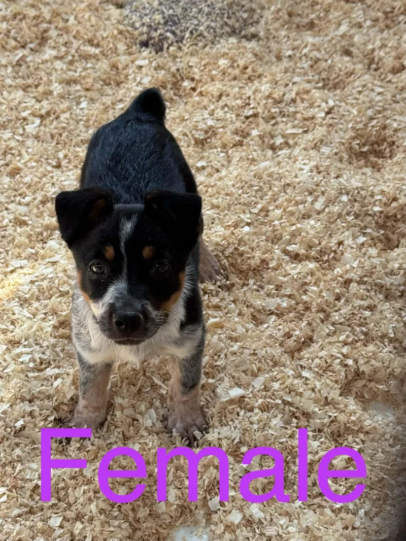 Momma and heeler mix thumbnail 2