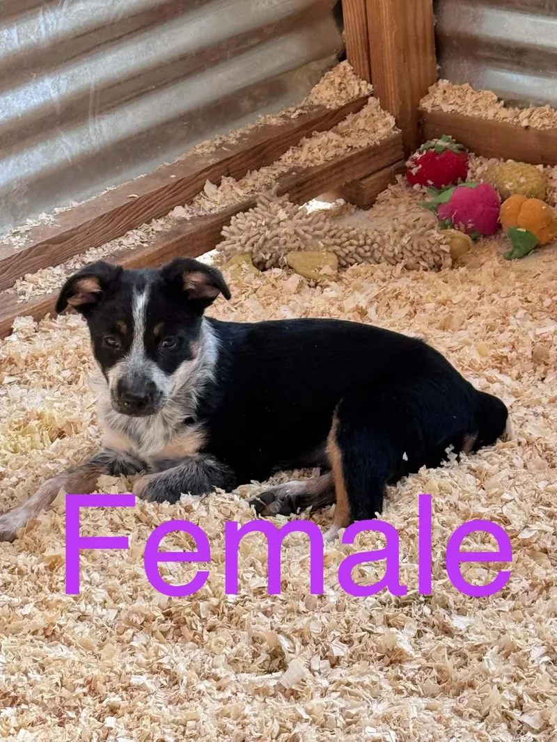 Momma and heeler mix thumbnail 3