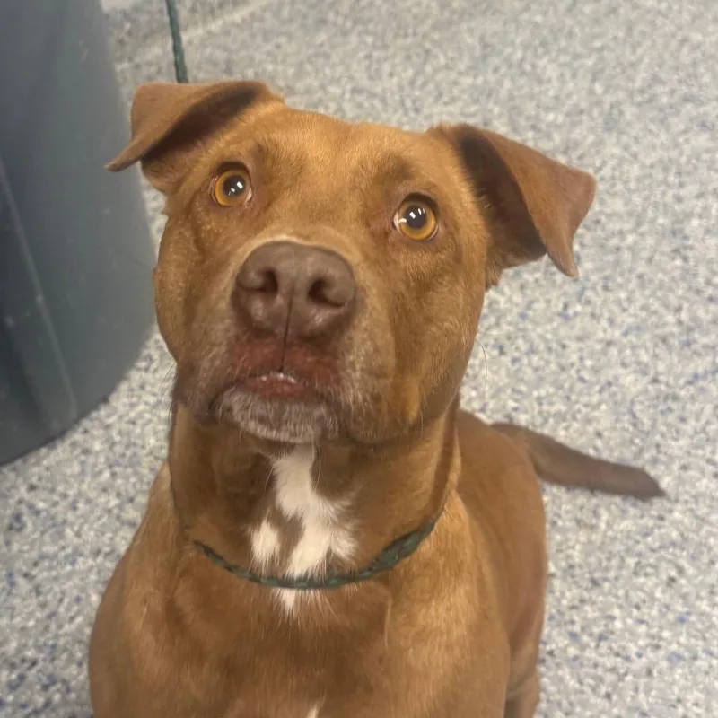 An adult medium-sized female Brown / Chocolate Retriever dog named Coral for adoption in Greenville, SC