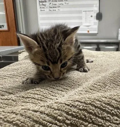 Otis