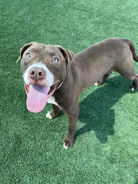 A young large-sized male Pit Bull Terrier dog named Charlie for adoption in Castaic, CA