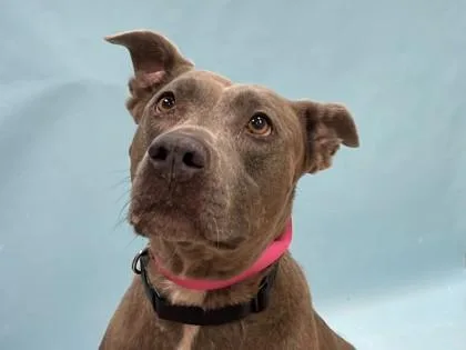 An adult large-sized female Pit Bull Terrier dog named Birdie for adoption in Coon Rapids, MN
